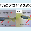 メダカのオスとメスの見分け方！ヒレに注目 | 涼しげメダカノート